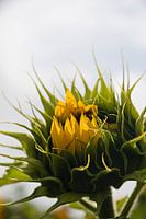 Sunflower - Reaching out