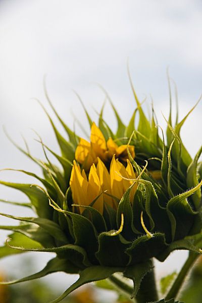 Zonnebloem - Reaching out van PF Snel