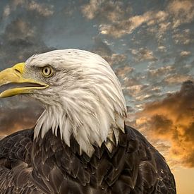 Portrait of White-tailed Eagle by Robert Jan Smit