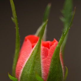 Mini Rose von Kimberly van Aalten