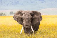 Ngorongoro Olifant in bloemenveld van Leon van der Velden thumbnail