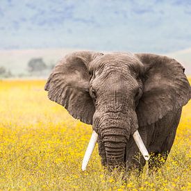 Ngorongoro elephant by Leon van der Velden