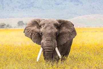Ngorongoro Éléphant dans un champ de fleurs