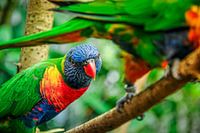 Lorikeet colorée
