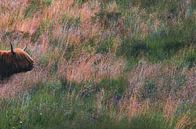 Highland Cow on the Heath by Crystal Clear thumbnail