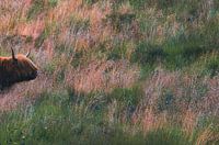 Highland Cow on the Heath