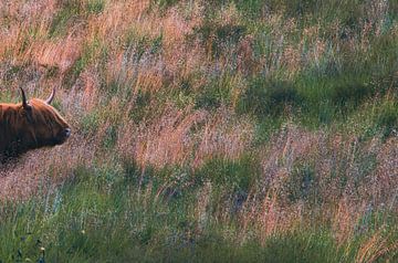 Hooglandkoe (Highland Cow) / Schotse Hooglander) op de Heide van Crystal Clear