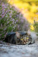 Thorgal, die Katze im Heidekraut
