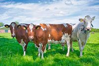 The cow in the lead role
