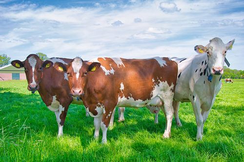 De koe in de hoofdrol