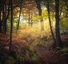 Light in the forest by Tomas van der Weijden thumbnail
