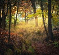Licht in het bos