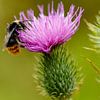 Red-tailed bumblebee on a cursed thistle by Joop Gerretse