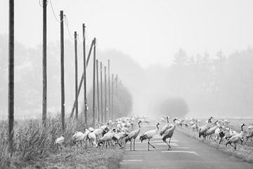 Overstekende kraanvogels van Danny Slijfer Natuurfotografie