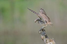 Kaninchenkauz nach der Landung von Larissa Rand