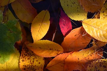 Het gebladerte van de kersenboom in de herfst van Claude Laprise