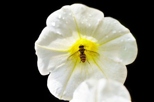 hoverfly in flower low key.