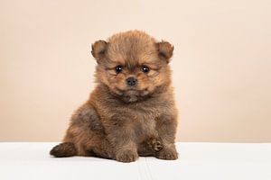 Pomeranian Welpe