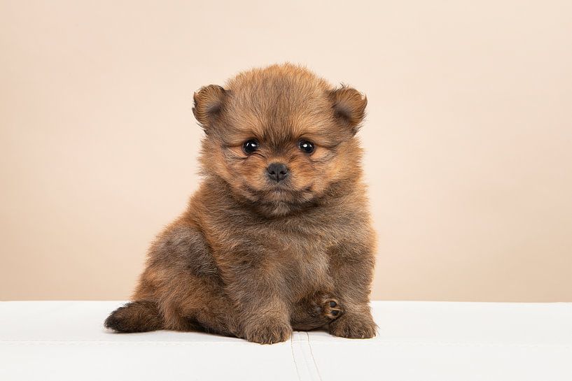 Pomeriaan puppy van Elles Rijsdijk