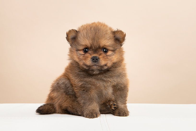 Pomeranian Welpe von Elles Rijsdijk