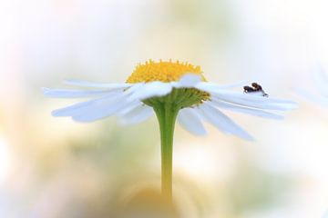 Makroaufnahme eines Gänseblümchens mit Fliegen in der Sonne von Gert van Lagen