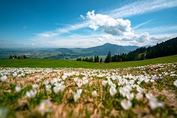 Krokusweide op de Mittagberg met uitzicht op de Oberallgäu en de Grüntenberg van Leo Schindzielorz