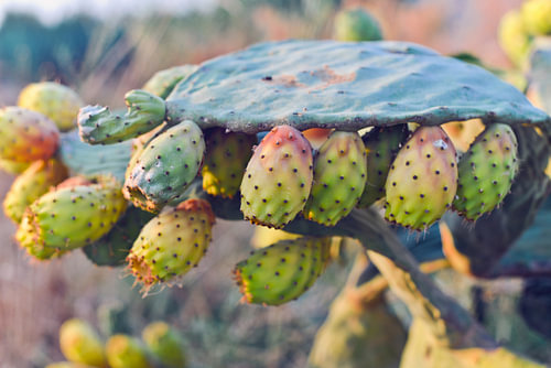 Cretan prickly pears at the golden hour in Greece