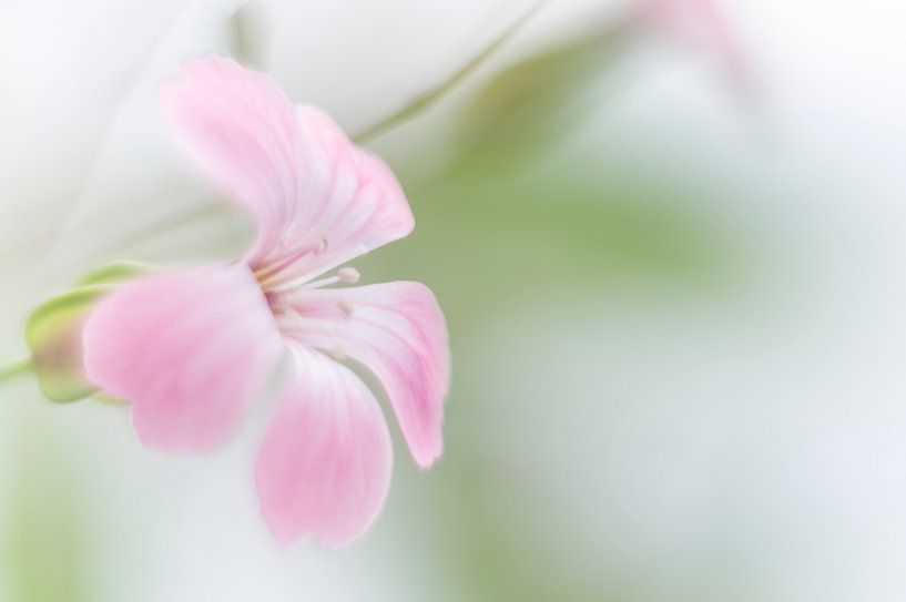 Single roze koekruid van Minie Drost