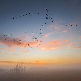 Vogelperspektive von Jan van de Riet