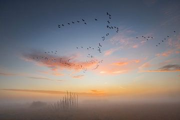 vogelvlucht van Jan van de Riet