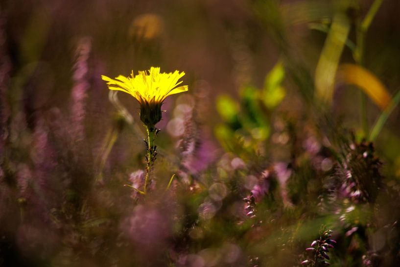 Yellow and purple by Jan