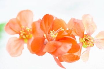 Oranje Bloemen in de Zomer | Natuurfotografie van Nanda Bussers