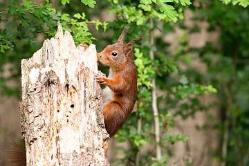 climbing squirrel by Elly Besselink