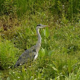 Grey heron by Cees van der Linden