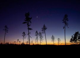 Blue hour in the forest by Ronnie Reul