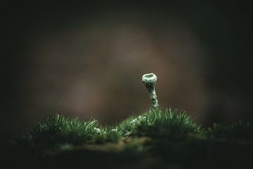Lone calyx moss by Jan Eltink