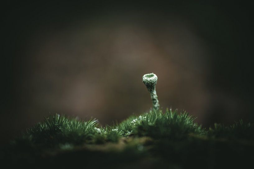 Lone calyx moss by Jan