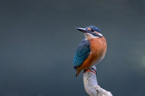 Kingfisher in characteristic pose. by Janny Beimers
