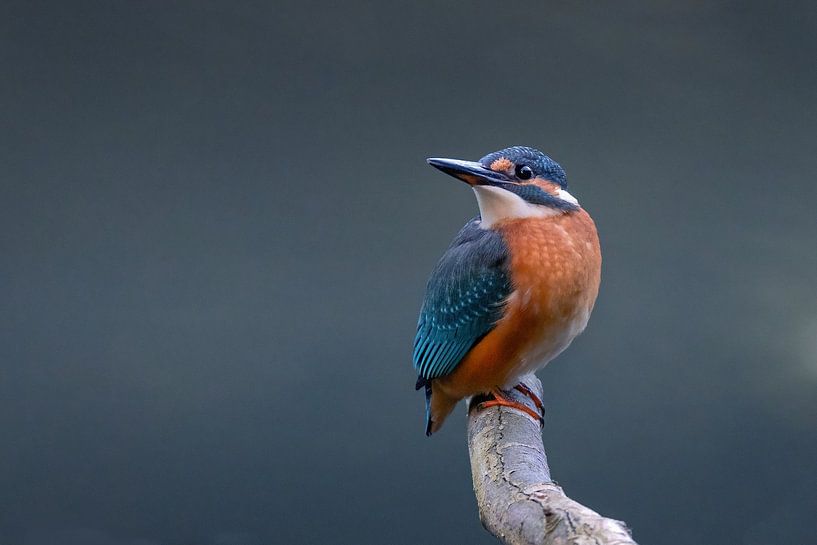 Martin-pêcheur en pose caractéristique. par Janny Beimers