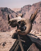 Jordanien | Petra | Schädel