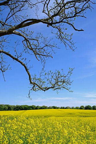 Près du champ de colza sur Ostsee Bilder