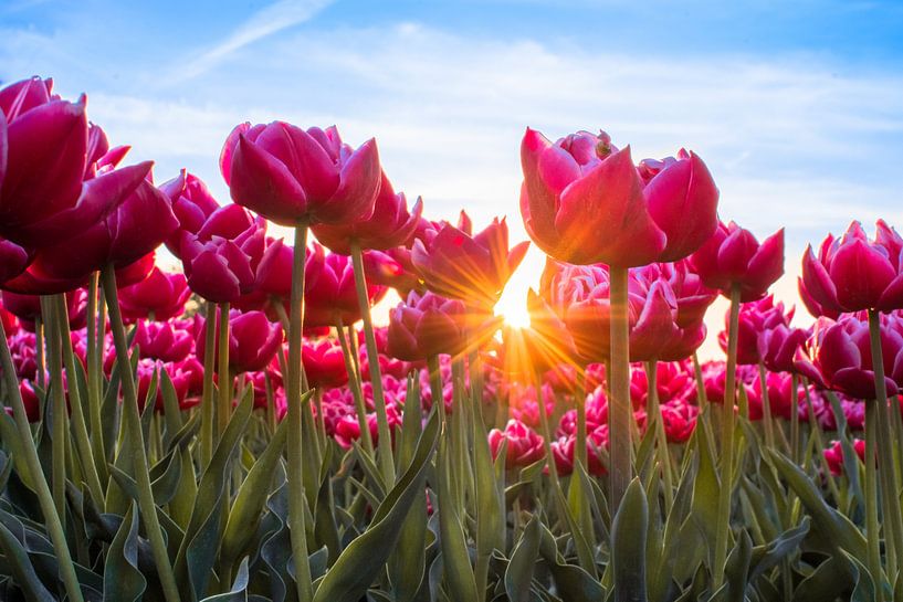 Des tulipes avec le soleil par Wilco Bos