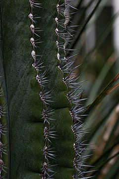 Cactus van Thomas Heitz
