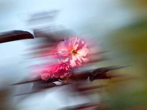 Blood plum-Prunus cerasifera Nigra