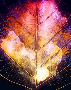 Leuchtendes Herbst Blatt