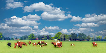 Niederländische Landschaft