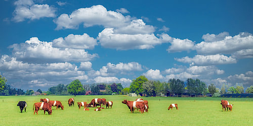 Nederlands landschap
