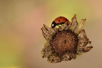 Lieveheersbeestje op uitgedroogde bloem van Sascha van Dam