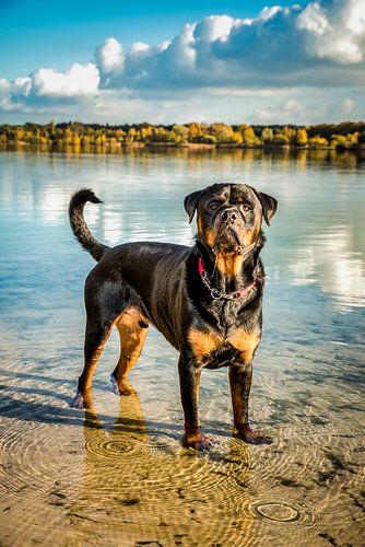 Rottweiler bij de Galderse meren in Noord-Brabant