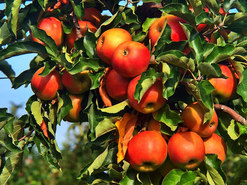 Rijpe appels aan de appelboom van Edgar Schermaul
